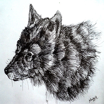 pencil fox drawing