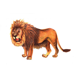 lion drawing